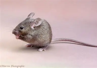 <p>House Mouse</p>