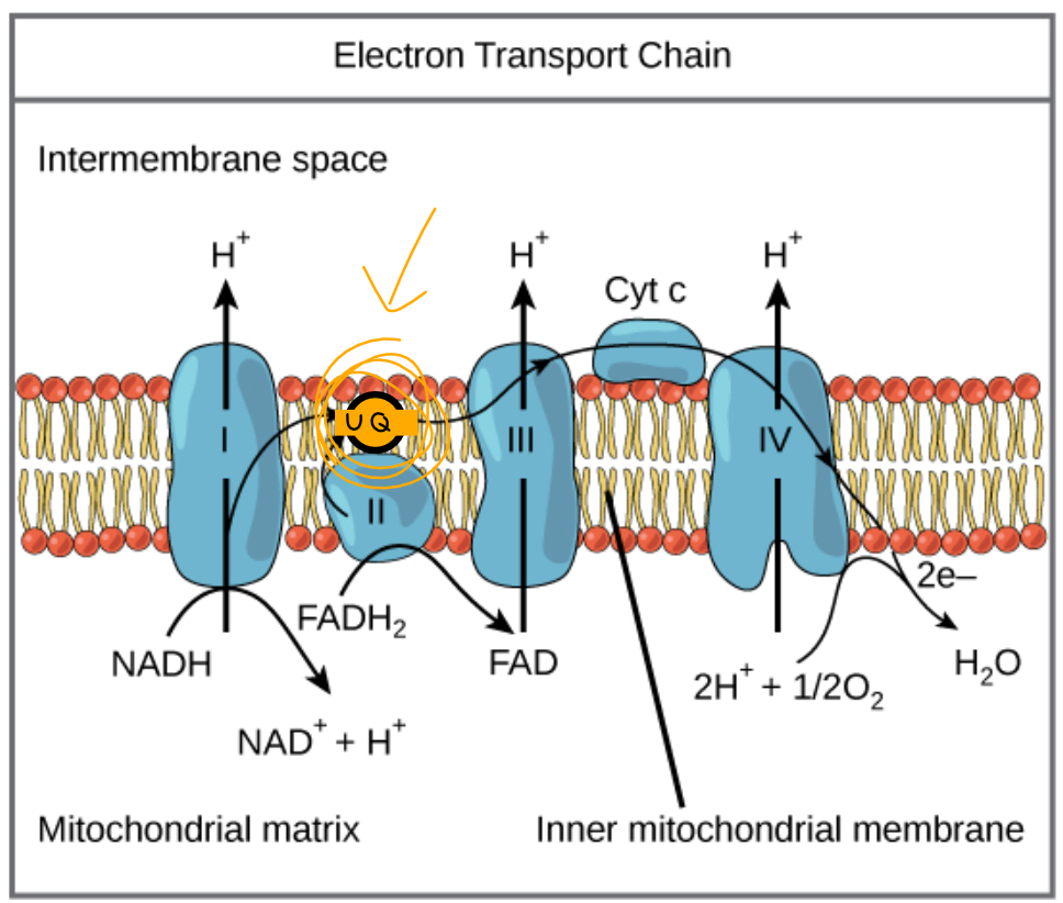 <p>a mobile protein that is trapped inside the bilayer</p>
