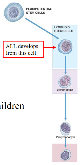 <p>Acute Lymphoblastic Leukaemia (ALL)</p>