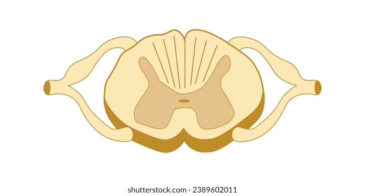 <p>dorsal root gangalia</p>