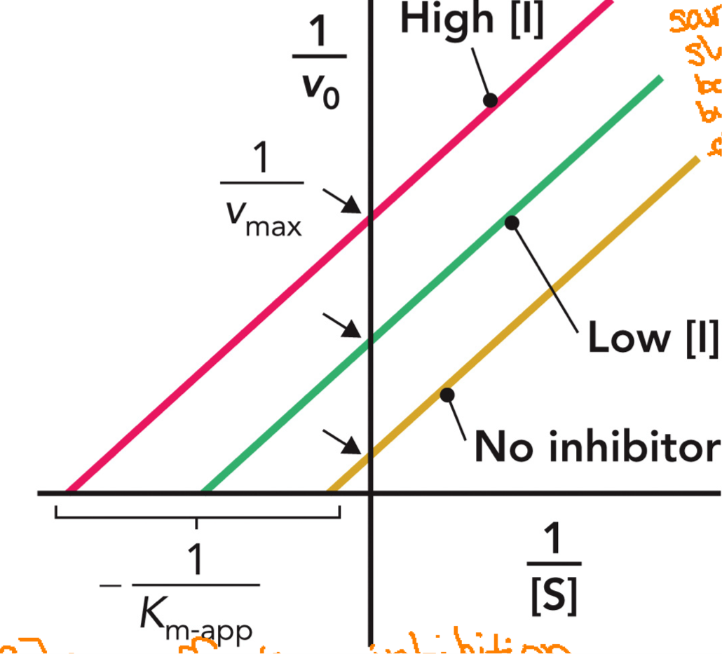<p>Lines are parallel because slope = Km/Vmax, if both ↓ equally → slope stays the SAME.</p><p>Line shifts up: (Vmax ↓ → 1/Vmax ↑) y-intercept</p><p>Line shifts left: Km ↓ → -1/Km moves left (x-intercept)</p><p>↑ [S] = no effect on inhibition, no overcoming</p>