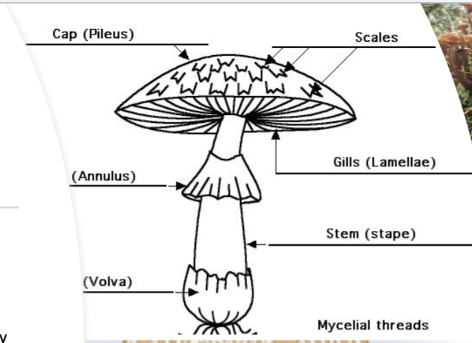 <p>Parts of a mushroom</p>