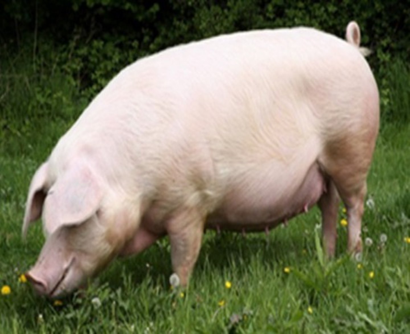 <p>baboy</p>