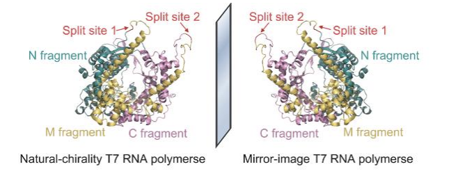 <p>The authors of the Mirror image T7 transcription of chirally inverted ribosomal and functional RNAs generated a D-amino acid based RNA polymerase which makes L-RNA. Which elements have been completed?</p>