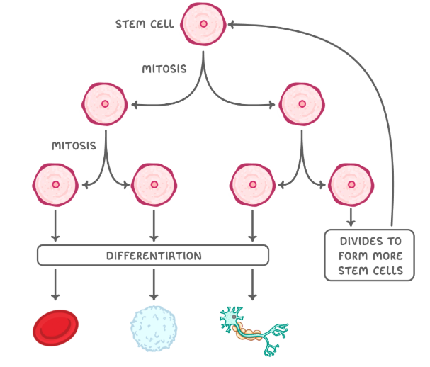 <ul><li><p>one cell starts the process of differentiation</p></li><li><p>one cell still undifferentiated - self renewal</p></li></ul><p></p>