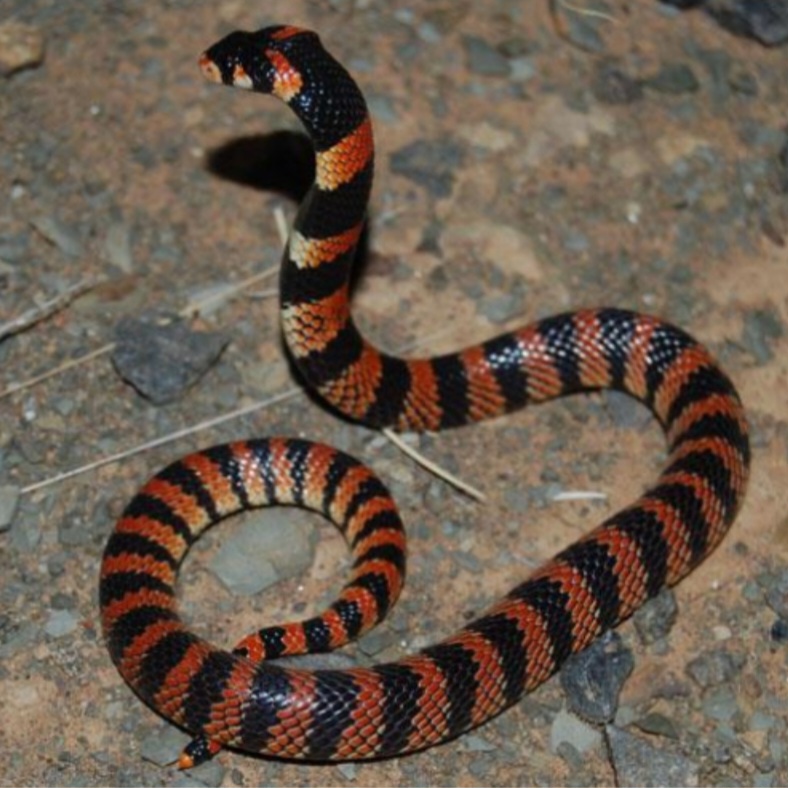 <p>name this animal</p>