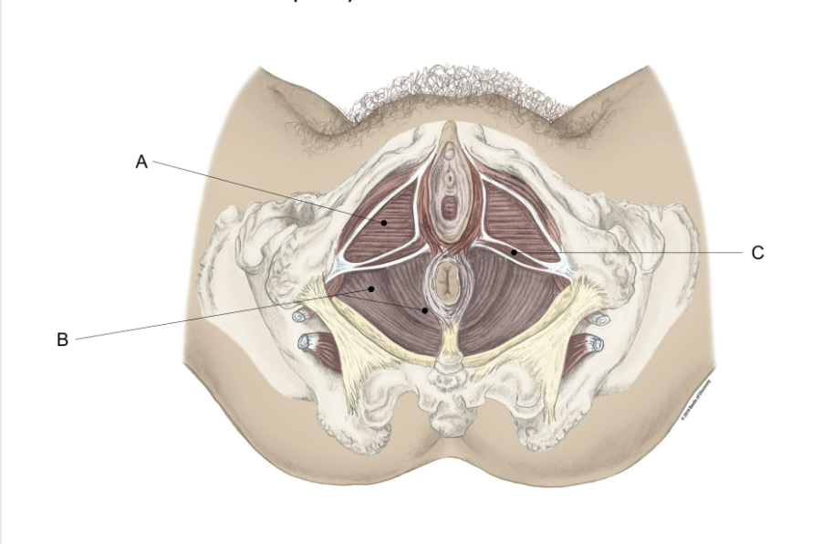 <p><span>Match the LETTER (A-C) with the anatomical structure it is labelling.</span></p>