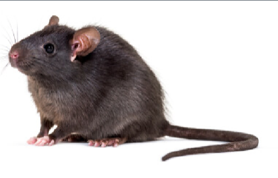 <p>• May be dark in color, may be brown or gray</p><p>• Scaly tail</p><p>• Tail longer than body length</p><p>• Large ears</p><p>• Relatively large bodied</p><p>• Common in urban settings</p>