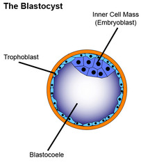 <p>- A Human Blastula</p>
