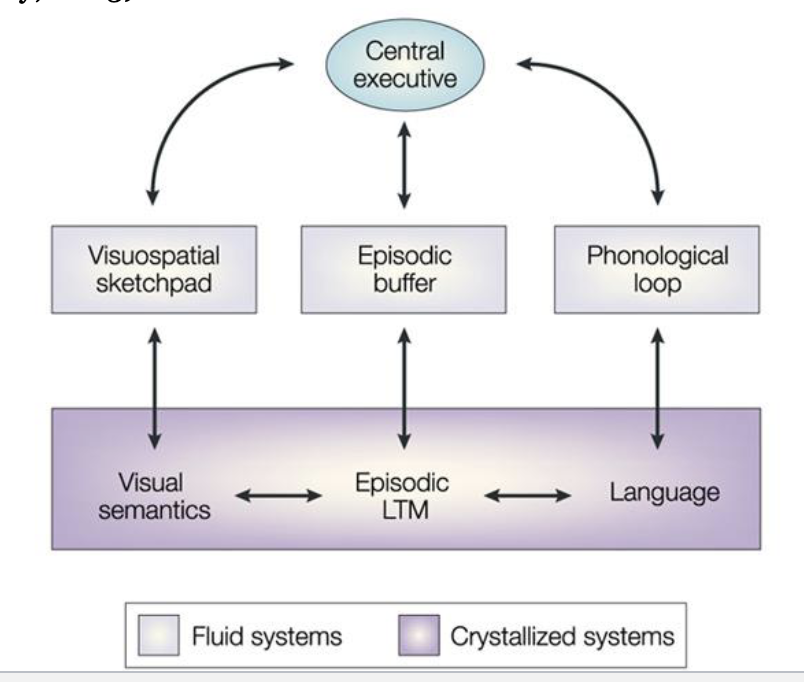 <p>working memory</p>