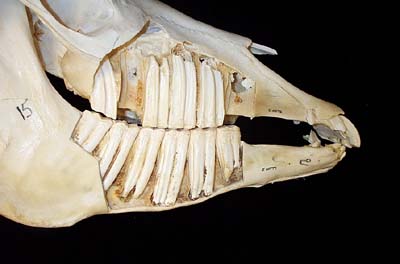 <p>Hypsodont</p>