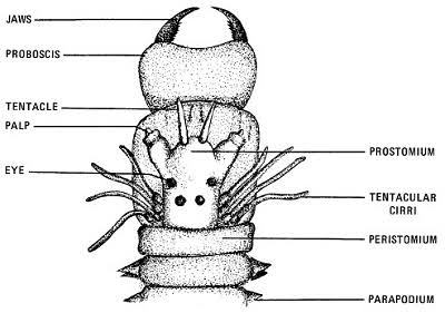 <p>locomotion:</p><ul><li><p>each segment of the class polychaete has a paid of paddlelike parapodia (almost feet) w/ many citinous setae</p></li></ul><p>respiration:</p><ul><li><p>in many polychaetes, the rich blood vessels in the parapodia function as gills</p></li></ul><p>habitat:</p><ul><li><p>most are marine</p></li><li><p>many crawl or burrow in seafloor, while a few drift and swim in the plankton</p></li></ul><p>head region containing:</p><ul><li><p>eyespots</p></li><li><p>tentacles</p></li><li><p>palps</p></li><li><p>jaws on an everted pharynx</p></li></ul><p></p>