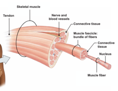<p>- The smallest component of skeletal muscles (besides the cell themselves) are the myofibrils</p><p>- Many myofibrils come together to form muscle fibers</p><p>- Many muscle fibers (muscle cell) then come together to form a muscle fascicle</p><p>- Many muscle fascicles then come together to form the skeletal muscle itself</p><p>- muscle fascicle: group of muscle cells incased in their own connective tissue wrapping</p>