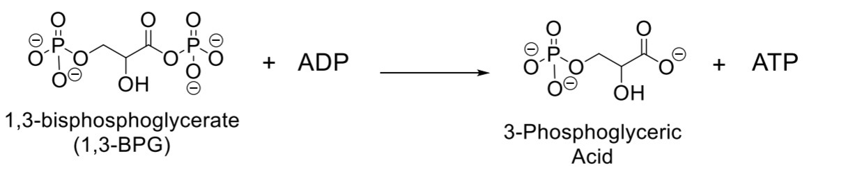 <p> Which of the following about the reaction between 1,3-BPG and ADP is correct?</p>