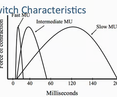 <p>fast, low myoglobin so use glycolysis, low mitochondria, anaerobic endurance and split ATP fastest to fastest to fatigue, white, large muscle diameter </p>