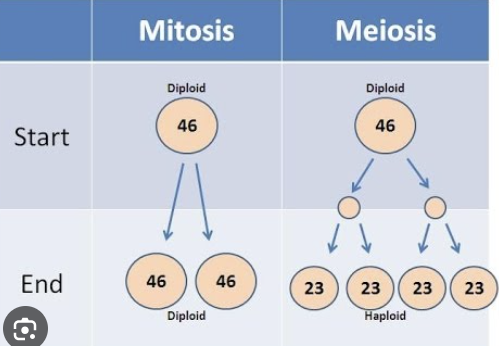 <p><span>Somatic cells, having two of each chromosome, are <strong>diploid</strong> cells.</span></p><p style="text-align: left;"></p><p style="text-align: left;"><span>Human gametes have the <strong>haploid</strong> number of chromosomes, 23.</span></p><p style="text-align: left;"></p><p style="text-align: left;"><span>The diploid number of chromosomes is maintained in successive generations of somatic cells by the process of <strong>mitosis</strong>, whereas the haploid number is obtained through the process of <strong>meiosis</strong>.</span></p>