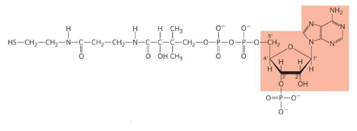 <p>What is this molecule?</p>