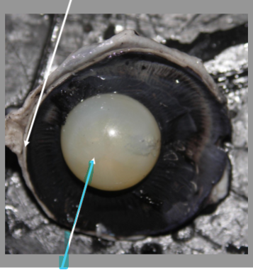 <p>What is the arrow pointing at?</p>