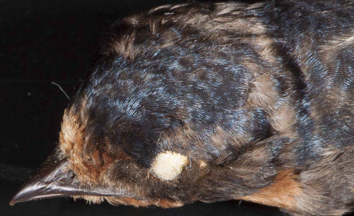 <p>Hirundinidae (swallows)</p>