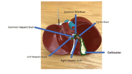 <p>cystic duct, gallbladder, right hepatic duct, left hepatic duct, common hepatic duct, common bile duct</p>
