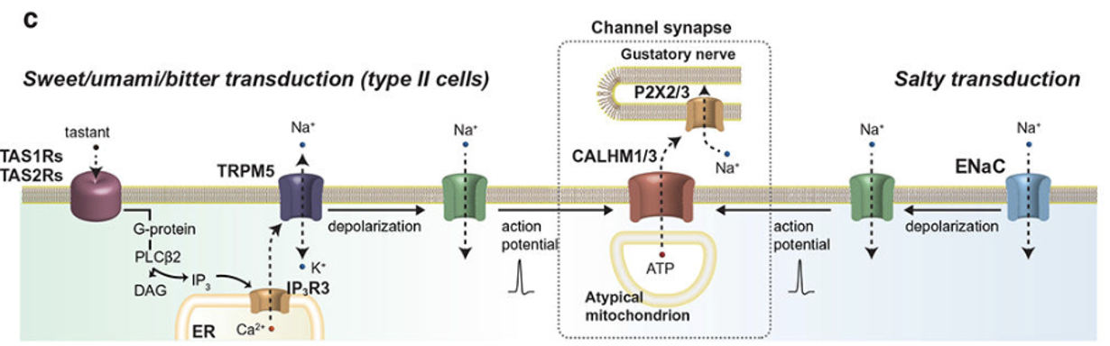 knowt flashcard image