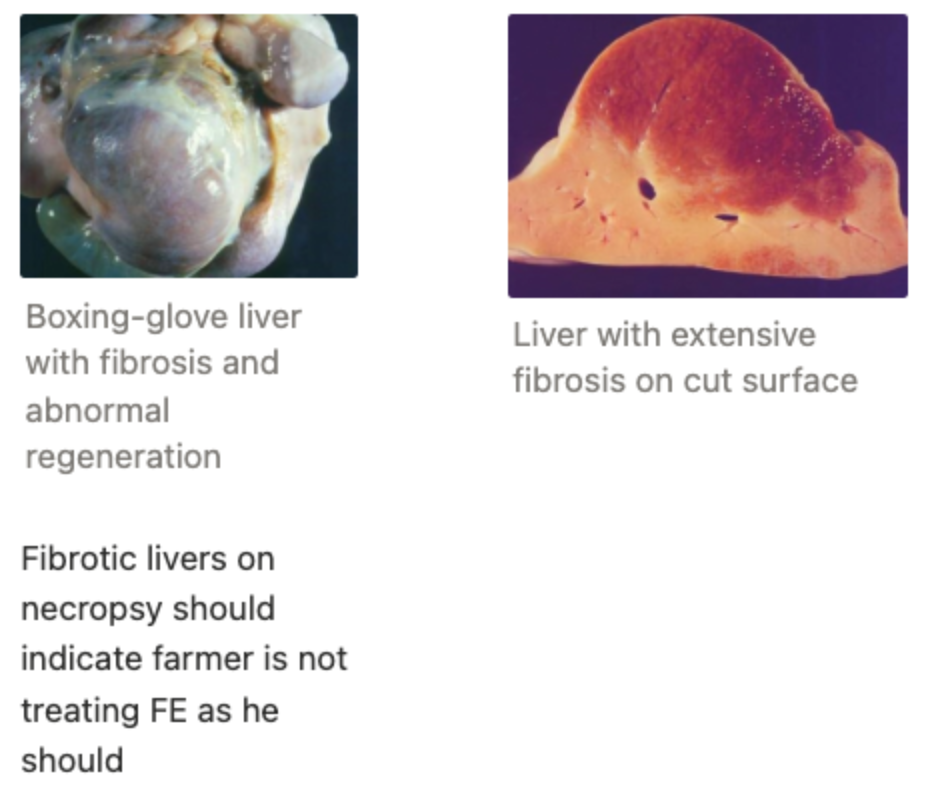 <p><u>Acute:</u> Major reduction in growth and reproductive performance (eg. ewes in mating season)</p><p><u>Chronic:</u> Unknown effects of liver fibrosis</p>