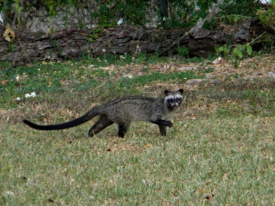 <p>small, olive-brown to dark brown, paler underparts, faces and cheeks black (masked), 3 broken dark stripes on back, spots on sides</p>