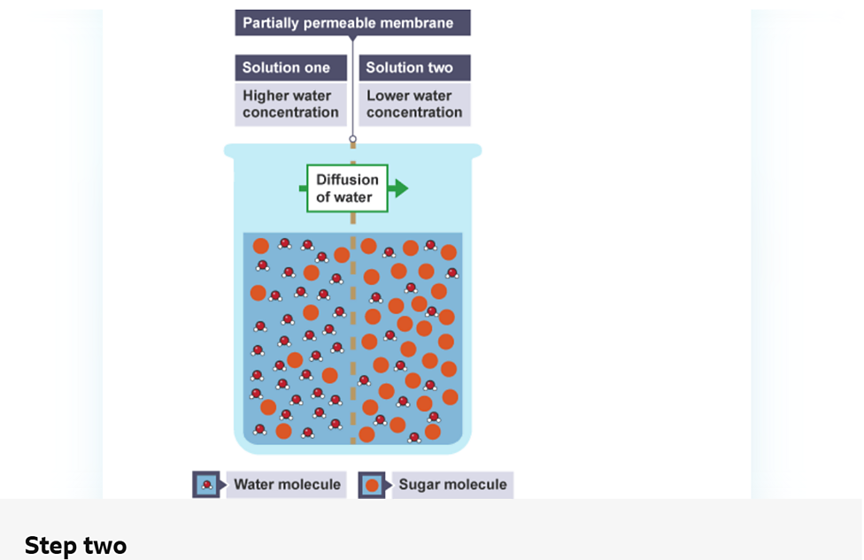 <p><span style="line-height: inherit;">diffusion</span><span> of water molecules from a dilute solution to a more concentrated solution across a selectively </span><span style="line-height: inherit;">permeable membrane</span></p>