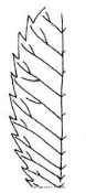 <p>margin</p>