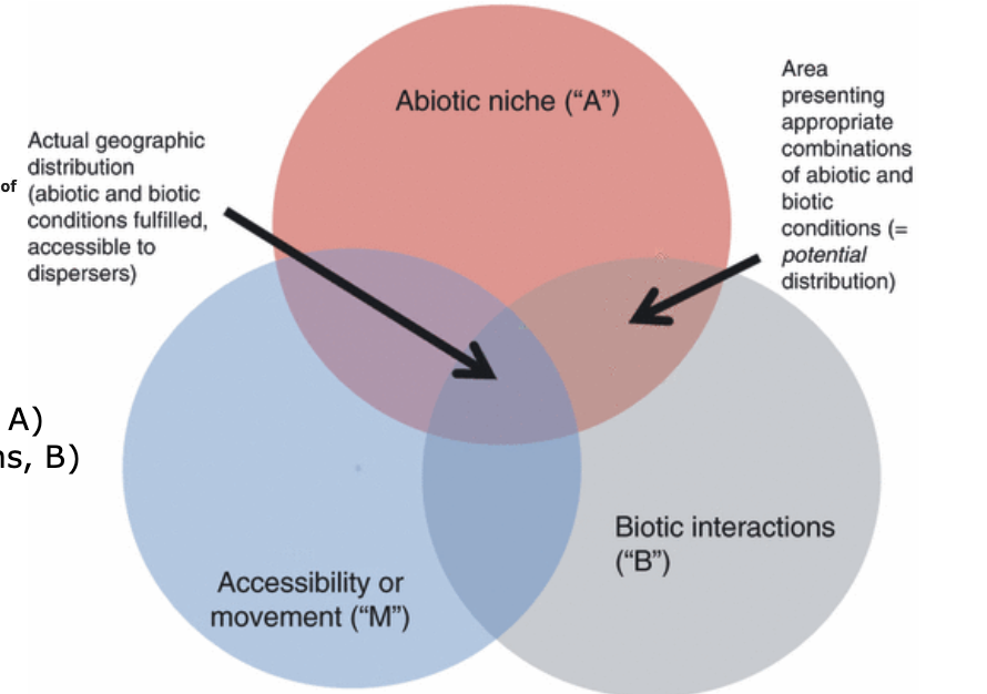 <ul><li><p>adequate environment (Abiotic niche, A)</p></li><li><p>adequate neighbors (Biotic interactions, B)</p></li><li><p>adequate accessibility (Migration, M)</p></li></ul><p></p><p>The ‘BAM diagram’, showing a simplified framework for understanding where species will and will not be distributed. Distributions of species are seen as responding to three sets of factors: the abiotic niche (A) and the biotic niche (B), which roughly correspond to the fundamental ecological niche (A) and the realized ecological niche (A ∩ B, here termed the potential distribution). A further modification to distributional potential, however, is that of access (here M for ‘movement’), which constrains species distributions quite dramatically.</p>