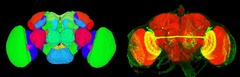 <p>Olfactory learning and memory</p>