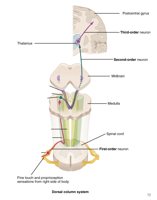 <ol><li><p>Mechanoreceptor stimulated</p></li></ol><p><strong><em><u>First-order neuron:</u></em></strong></p><ol><li><p>Action potential travels up the <strong>dorsal column</strong> in the <strong>spinal cord</strong> on the <strong><em><u>same side as the sensation</u></em></strong></p></li><li><p>Synapses at the <strong>medulla</strong></p></li></ol><p><strong><em><u>Second-order neuron:</u></em></strong></p><ol><li><p>Decussates in the medulla, crossing over to the other side (travels contralateral to the first sensory neuron)</p></li><li><p>Synapses in the <strong>thalamus</strong></p></li></ol><p><strong><em><u>Third-order neuron:</u></em></strong></p><ol><li><p>Travels to the <strong>primary</strong> <strong>somatosensory cortex</strong></p></li></ol><p></p>