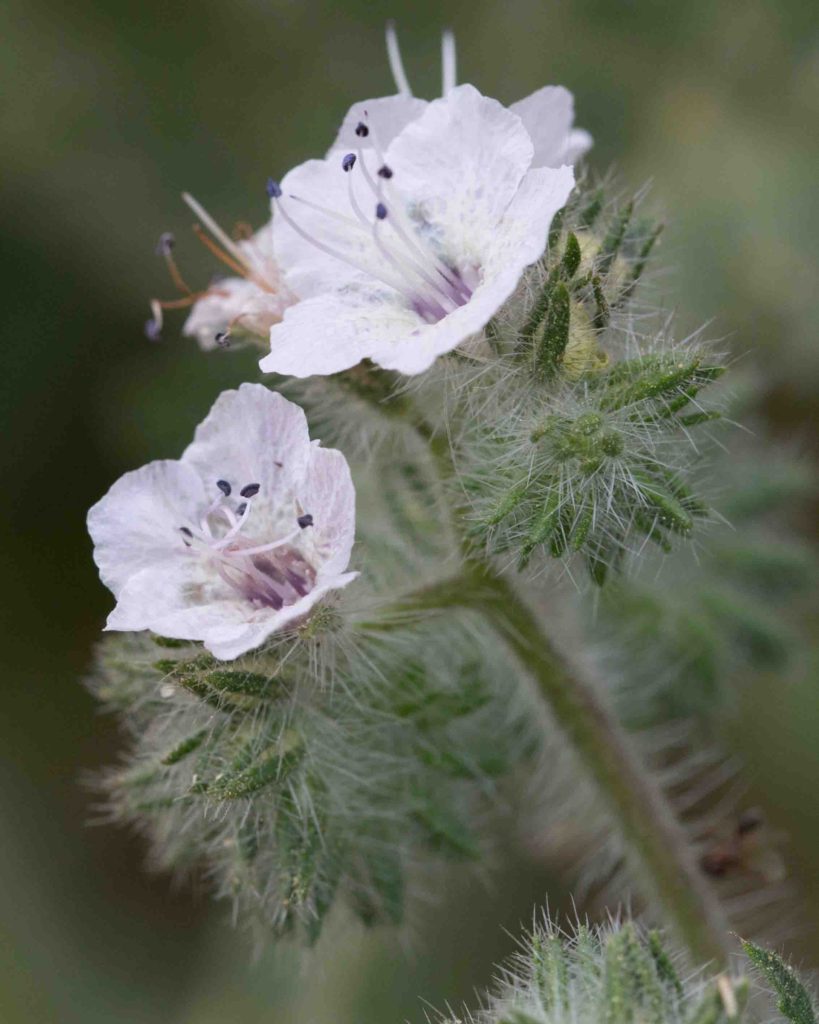 <p>hydrophyllaceae</p><p>-symmetry</p><p>-anthers are</p><p>-styles are</p><p>-carpels</p><p>-how many ovules</p>