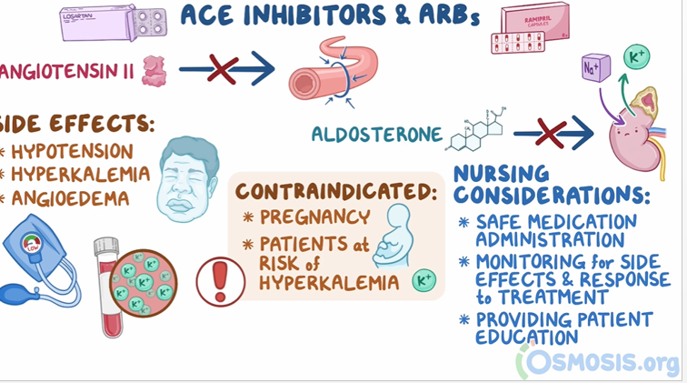 <p>side effects- hypotension, hyperkalemia, angioedema</p><p>contarindicated: prgenancy, hyperkalemia</p><p>A- angioedema </p><p>C- cough</p><p>E-elevated K+</p>