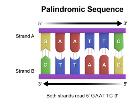 <p>Short regions where the sequence reads the same in the 5’→3’ direction on both strands </p>