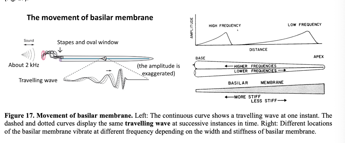 <ol><li><p>Base: where sound comes in <strong>thinnest AND stiffer</strong></p></li><li><p>Apex: <strong>widest</strong></p></li></ol><p></p>