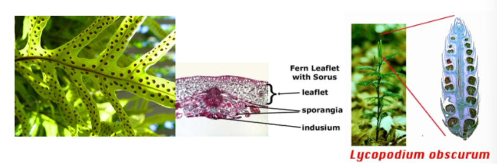 <p>-leaves modified to bear sporangia </p><p>-fern sporophylls look like normal leaves but have sori that generate spores on underside </p><p>-lycophyte sporophylls modified into a cone-like structure called a strobilus </p>