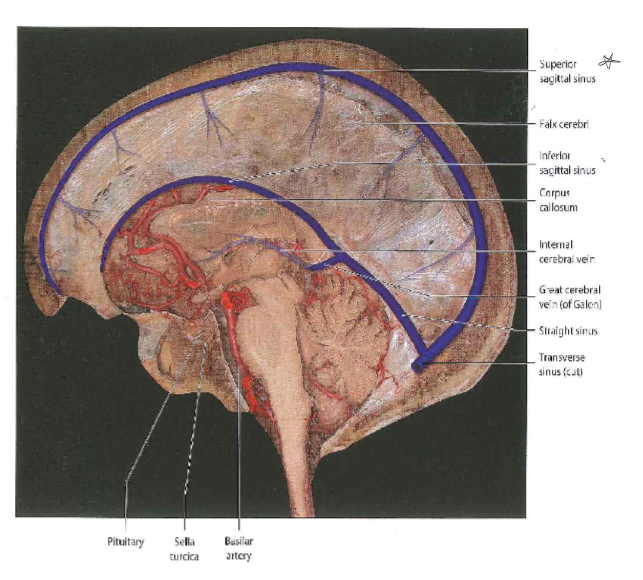 <p>Basal arteries in red and veins are in blue</p>