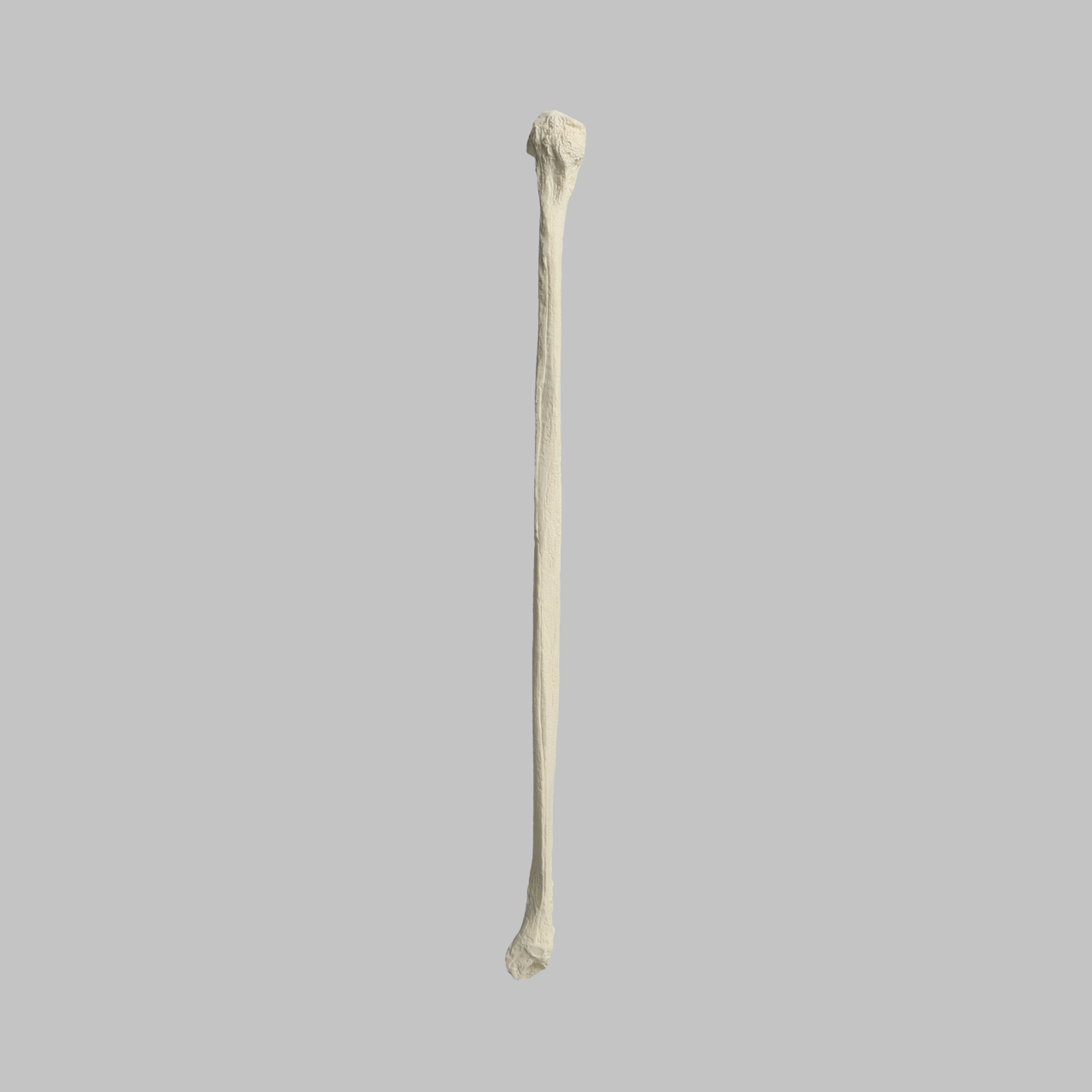 <p>Left or right bone</p>