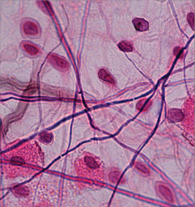 <p>what basic tissue is this</p>