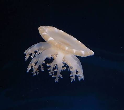 <p>Cassiopeia. Known as upside down jellies </p>