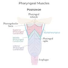 <p>-inserting in the pharyngeal raphe and by the upper most fibres into the pharyngeal tubercle </p>