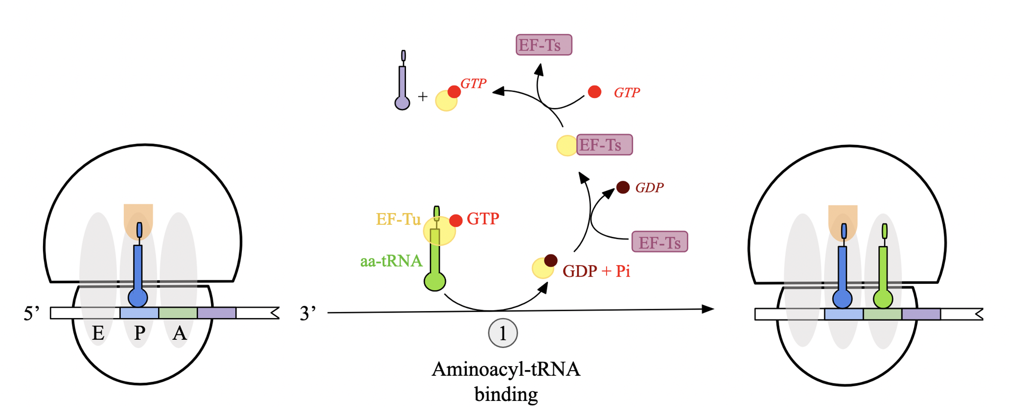 <p>delivery of amino-acyl tRNA to A site of ribosome facilitated by GTP-bound elongation factor EF-Tu</p><ul><li><p>EF-Tu protects ester linkage between aa and tRNA molecule, ensuring they are attached</p></li></ul><p>when anticodon correctly pairs with mRNA codon at A site, EF-Tu hydrolyzes GTP to GDP + Pi and releases tRNA to the ribosome</p><ul><li><p>triggers conformational change that allows tRNA to bind firmly to A site</p></li><li><p>EF-Tu is bound to GDP and must be regenerated by guanine exchange factor, EF-Ts</p></li></ul><p></p>