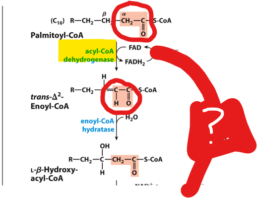 <p>In the first oxidation step, <strong>acyl-CoA dehydrogenase</strong>, a flavoprotein that contains FAD, catalyzes the formation of a double bond between the alpha and beta carbons. This reaction reduces FAD to FADH₂,</p><p></p><p>What follows this?</p>