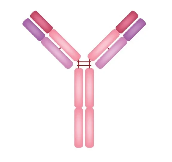 <p>What type of antibody is this? (Hint: looks similar to some others, but this is the most abundant in the plasma out of those)</p>