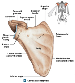 <p>Allows muscle attachments</p>