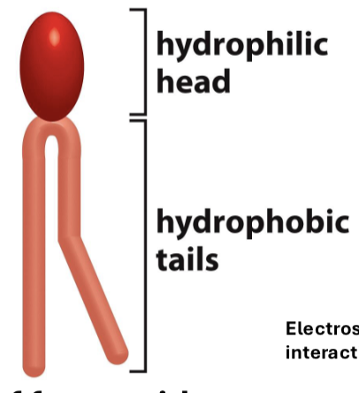 <p>amphiphatic (has both hydrophobic/phillic) molecule containing two nonpolar lipids (tails) with a phosphate group head (polar) arranged feet to feet</p>