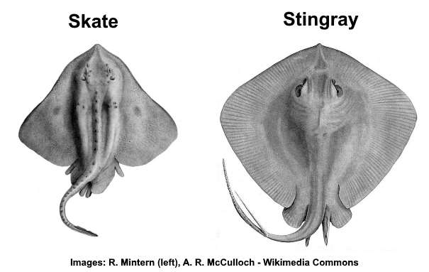 <p>Compare and contrast skates versus stingrays. </p>