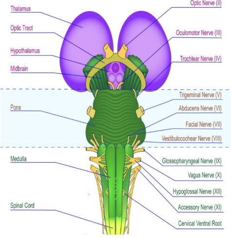 <p>Contains nuclei of cranial nerves IX through XII</p>