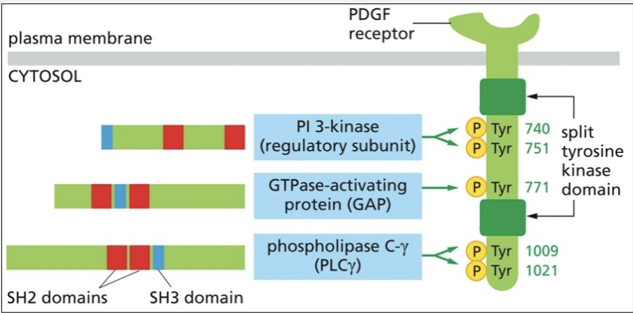 <ul><li><p>determined by the presence of phosphorylated tyrosine AND specific amino acid chains nearby</p></li></ul><p></p>